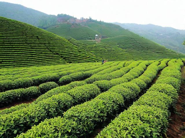 河北的名茶：探寻历史、文化和独特种植工艺