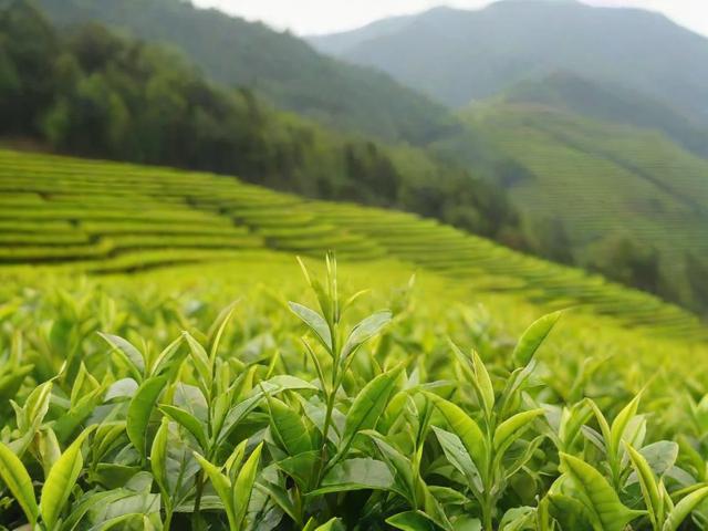 贵州四大名茶的功效与产地特点详解：都匀毛尖、贵定云雾、凤冈锌硒茶和湄潭翠芽