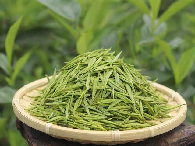 古树茶是一种什么茶叶?全面解析古树茶的特点与价值