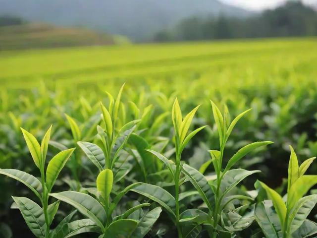 江西省名茶的文化底蕴与独特种植加工工艺全解析