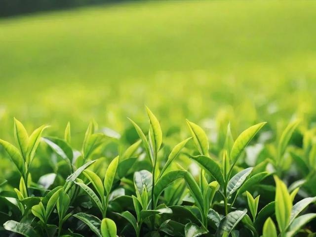 绿茶都是哪些茶 绿茶种类及特点详解