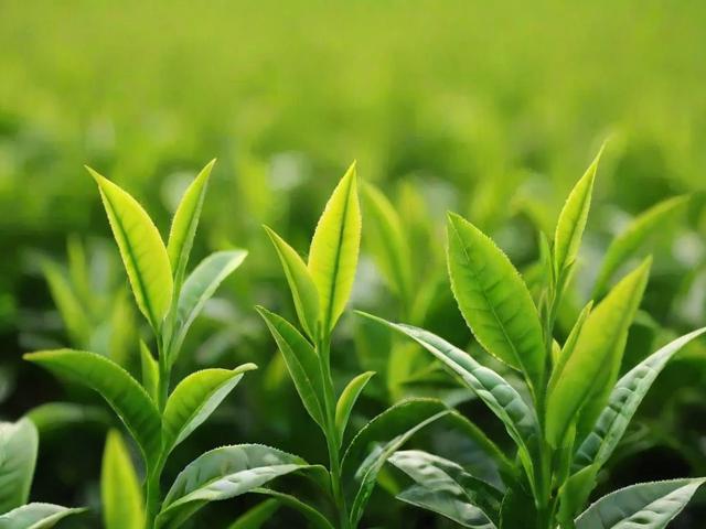 绿茶都是哪些茶 绿茶种类及特点详解