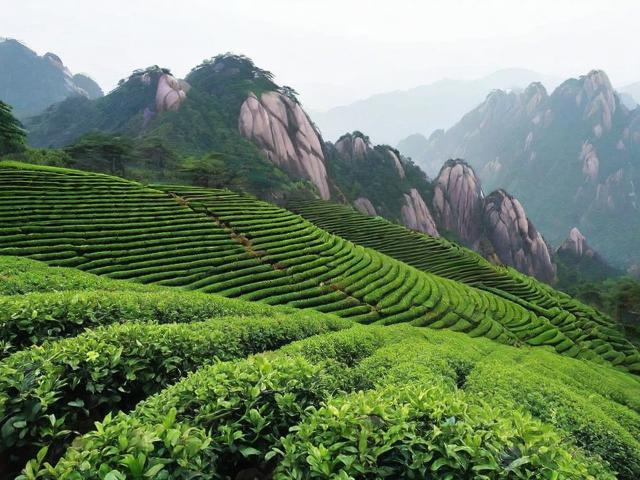 黄山茶业的文化传承与未来发展 | 黄山茶业全解析
