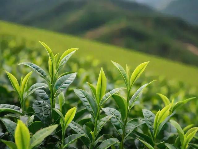 黄山茶业的文化传承与未来发展 | 黄山茶业全解析