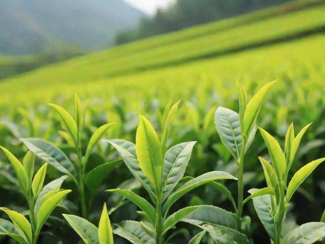贵州的茶叶有哪些名茶_绿茶红茶品种特点与产地解析
