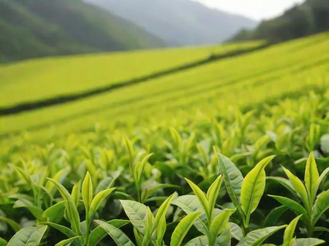 碧螺春哪里的茗茶最好喝?洞庭山碧螺春的独特风味与选购技巧