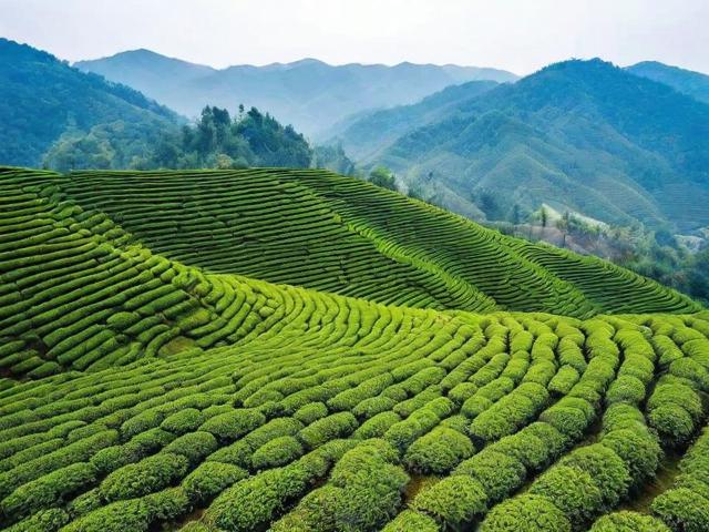 贵州省名茶:探寻历史、文化与产业发展机遇