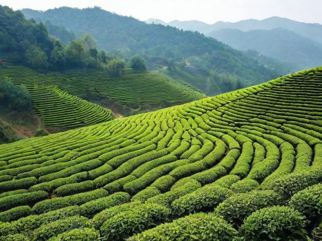 贵州省名茶:探寻历史、文化与产业发展机遇