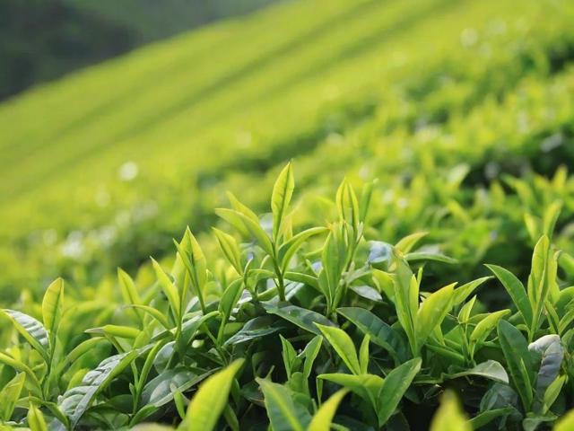 峨眉山什么茶叶有名:竹叶青、峨眉雪芽等名茶详解及选购技巧