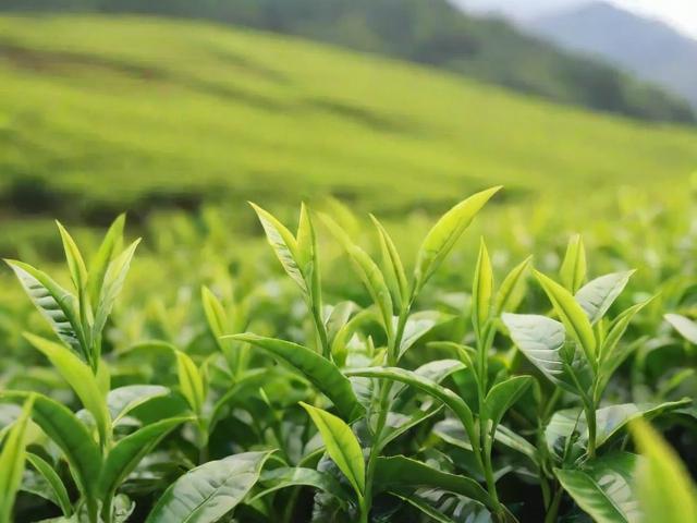 峨眉山什么茶叶有名:竹叶青、峨眉雪芽等名茶详解及选购技巧