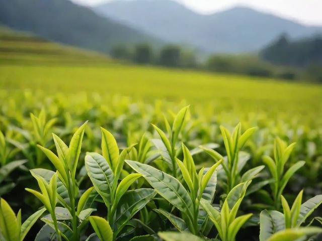 杭州西湖名茶龙井茶的采摘、品质与文化传承全解析