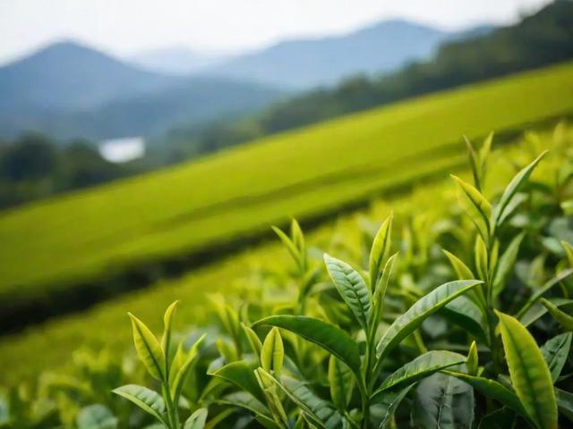 杭州西湖名茶龙井茶的采摘、品质与文化传承全解析