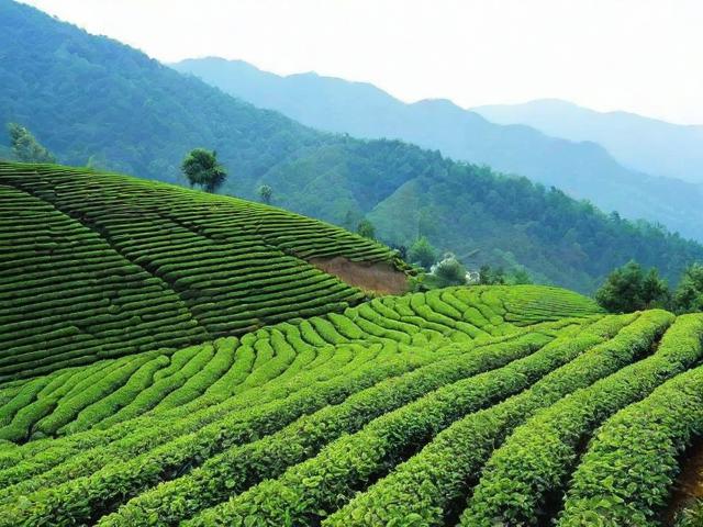 湖湘茗茶:品味独特地理与健康文化之旅