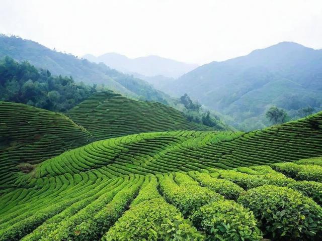 湖湘茗茶:品味独特地理与健康文化之旅