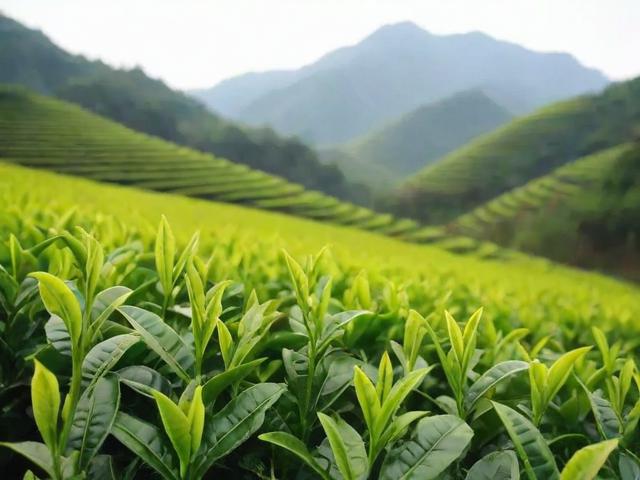 英山茗茶的功效与作用及种植采摘全过程详解