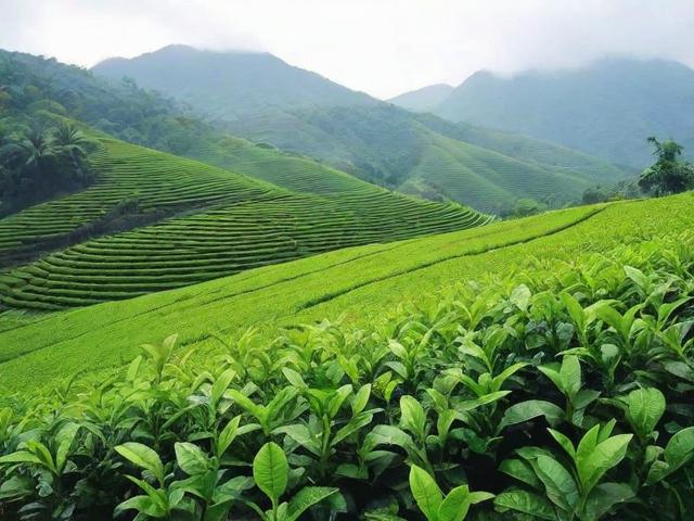 海南都有什么茶：品种、功效及种植环境全解析
