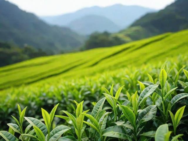 峨眉山有什么茶叶:全面解析绿茶、乌龙茶和红茶的种类与特点