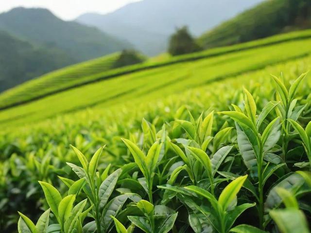 峨眉山有什么茶叶:全面解析绿茶、乌龙茶和红茶的种类与特点