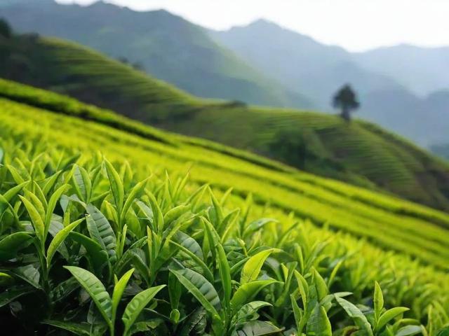 峨眉山有什么茶叶:全面解析绿茶、乌龙茶和红茶的种类与特点