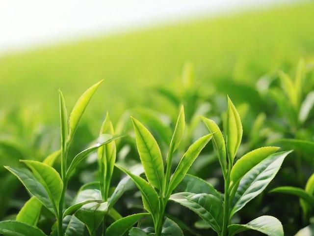 绿茶的储藏温度是多少?掌握这些技巧让你的茶更鲜香