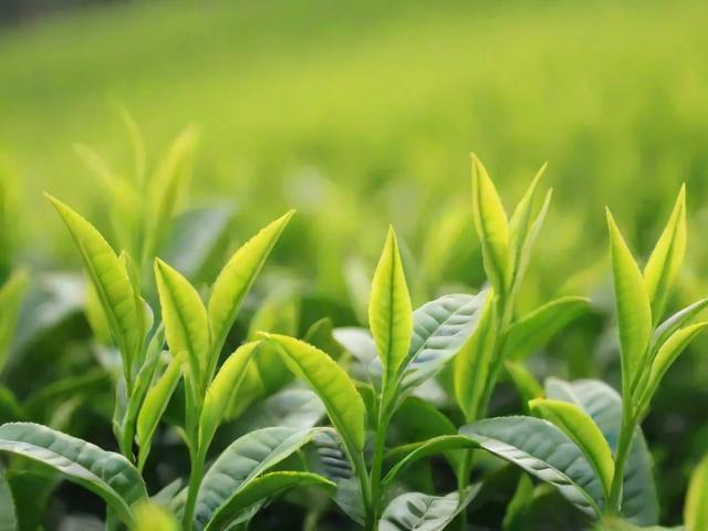 哪些茶叶是青茶?全面解析青茶品种与品鉴技巧