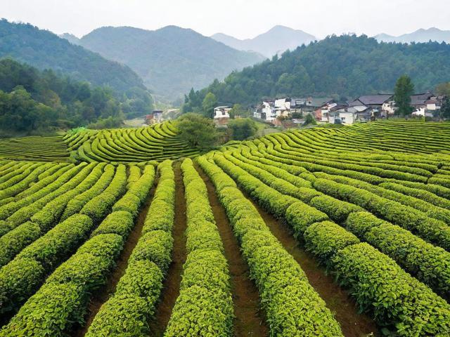 江苏常州茅麓镇名茶：历史、工艺与文化价值的完美融合