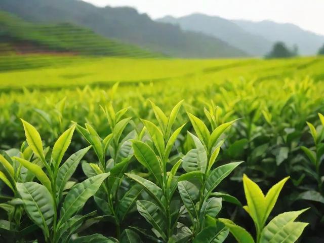 红安县产什么茶叶:品种、生长环境及品质特点全面解析
