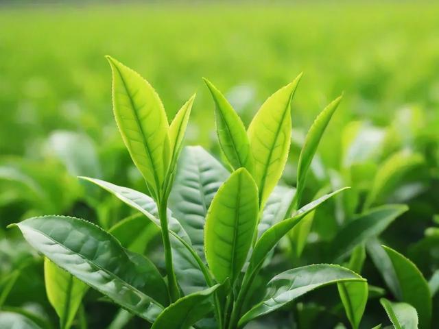 绿茶叶排行榜前10名:品质评测与价格对比分析