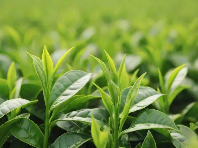绿茶叶排行榜前10名:品质评测与价格对比分析