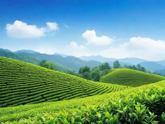 蓝天茗茶的功效与产地解析，让你了解真正的健康好茶