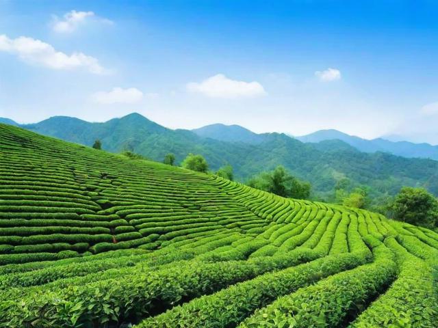 蓝天茗茶的功效与产地解析,让你了解真正的健康好茶