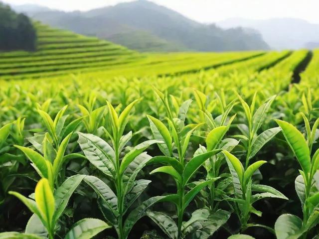 安徽名茶种详细介绍及种植加工工艺解析