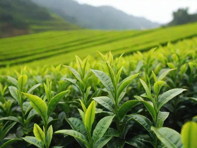 安徽名茶种详细介绍及种植加工工艺解析