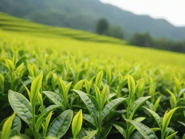 龙井茶叶哪里好?详解西湖、钱塘、越州三大产区及选购技巧
