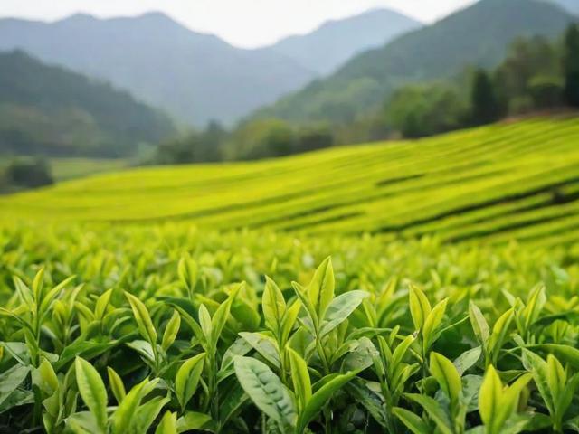 龙井茶叶哪里好?详解西湖、钱塘、越州三大产区及选购技巧