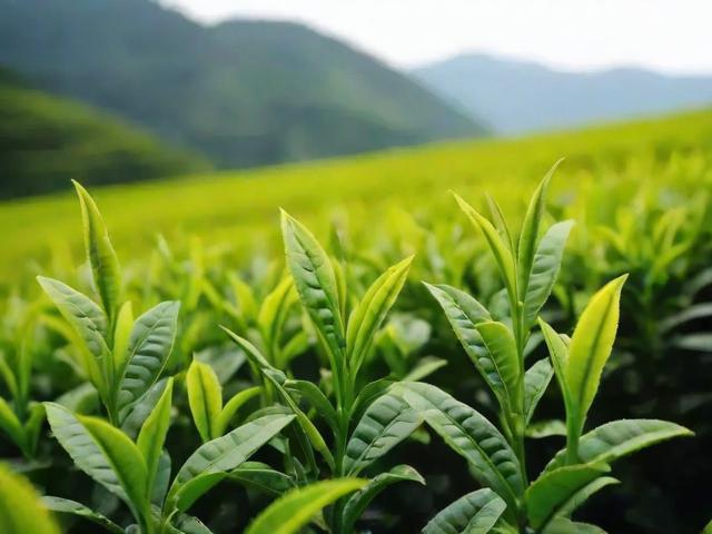 安吉茗茶的文化底蕴与健康价值,探寻从种植到品鉴的全过程