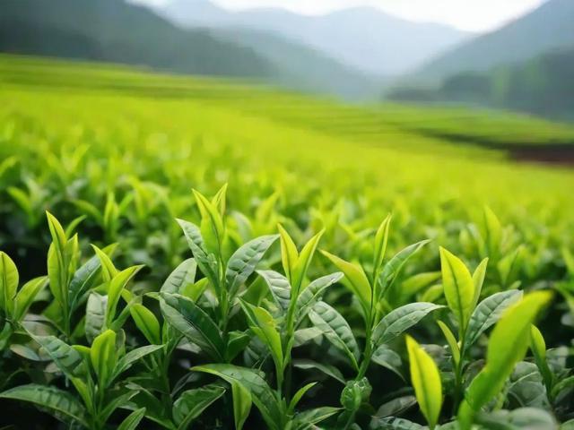 安吉茗茶的文化底蕴与健康价值,探寻从种植到品鉴的全过程