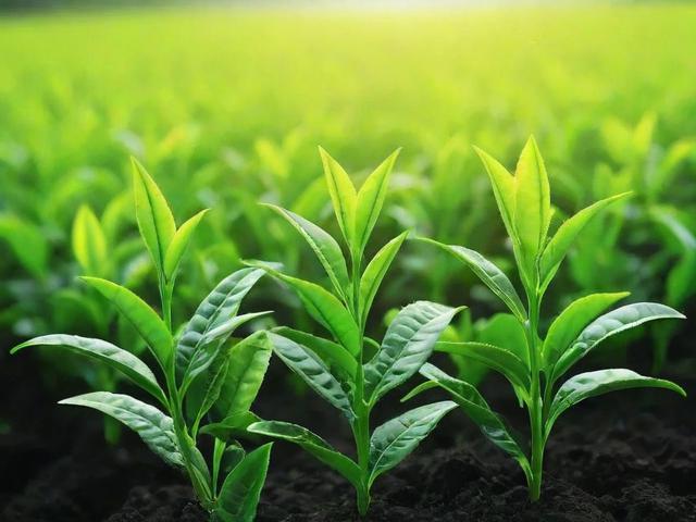 茶叶小苗种植技巧与市场分析：从挑选到日常管理全面指南