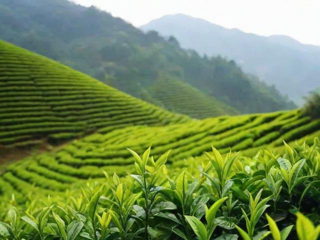 金寨什么茶叶出名：揭秘金寨翠眉与六安瓜片的独特魅力