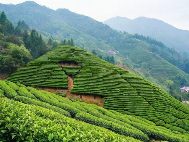 福建土楼茗茶红美人：独特种植环境与品鉴技巧全解析