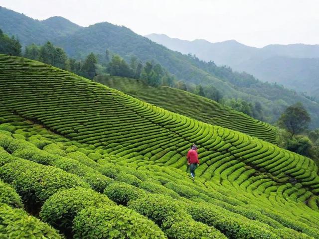广元的什么茶叶出名 探秘广元黄茶与米仓山茶的独特魅力