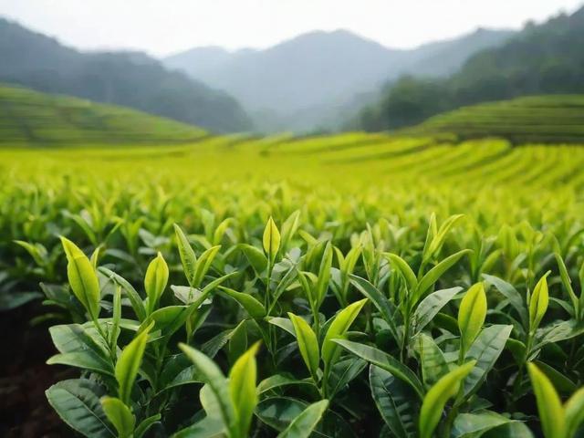 安徽阜阳名茶:历史渊源、种植环境与独特工艺的完美结合