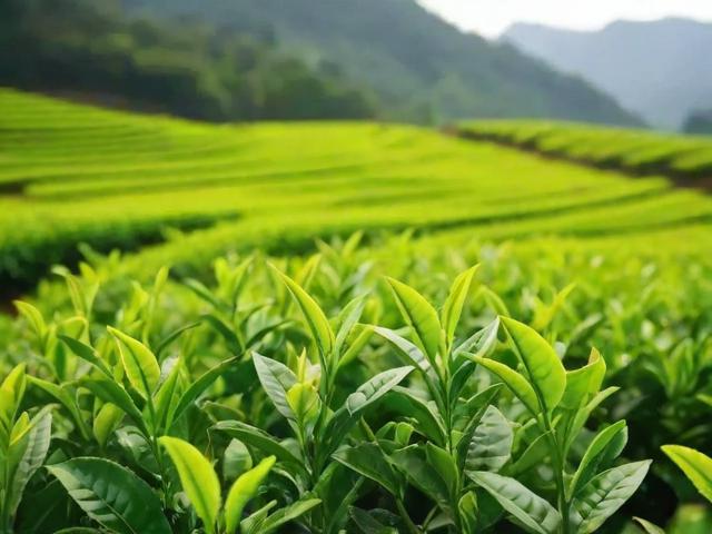 茶陵产什么茶叶？绿茶、红茶、白茶种类及文化价值全解析