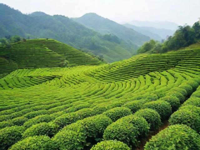 茶陵产什么茶叶?绿茶、红茶、白茶种类及文化价值全解析