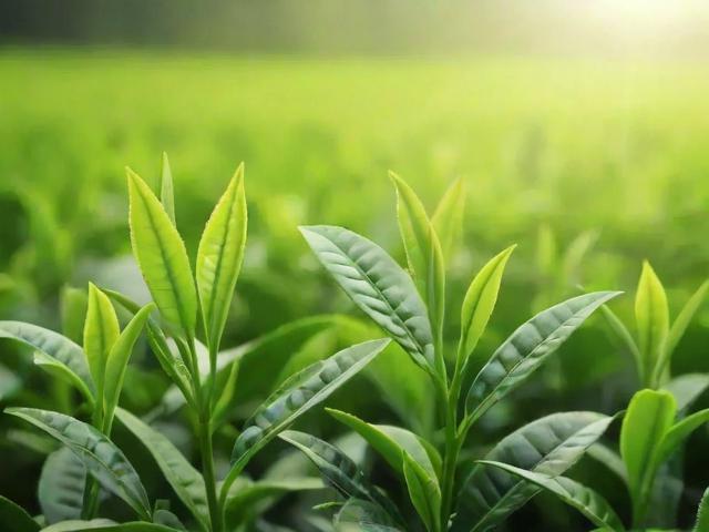 绿茶叶排名前十名:全面解析品牌特色与选购技巧