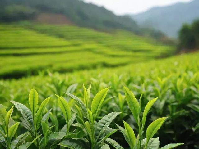 金寨产什么茶叶?六安瓜片和金寨翠眉等名茶解析