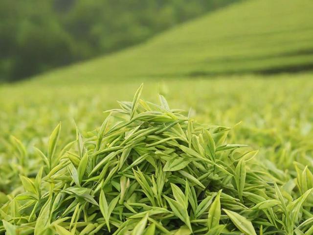 茶叶有农残吗？如何挑选无农残或低农残的健康好茶