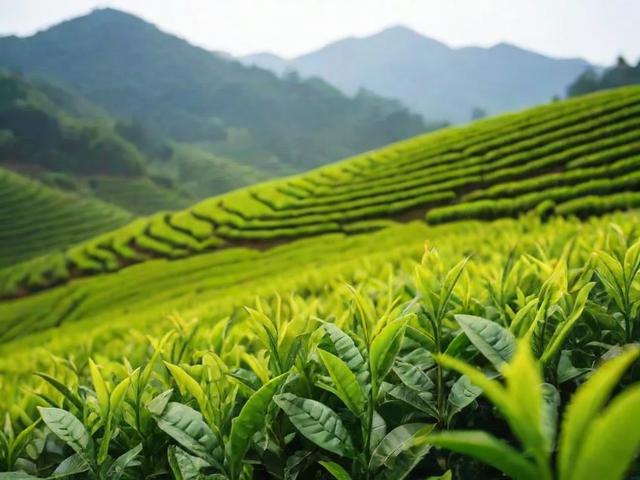广德产什么茶叶：揭秘广德茶叶的种类与独特魅力