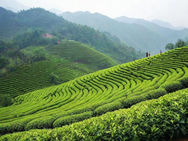 潮州高山茗茶：品味历史文化的独特香气与冲泡艺术
