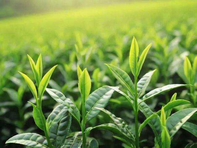 北方茶叶有哪些品种及种植技巧详解